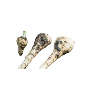 Pietruszka brudna Hurtownia warzyw i owoców Borówka