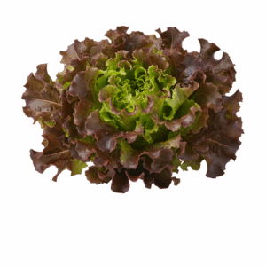 Sałata strzępiata czerwona, Hurtownia Borówka