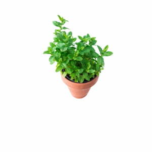 Mięta w doniczce Hurtownia Warzyw i Owoców Borówka