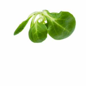 Roszponka Hurtownia Warzyw i Owoców Borówka