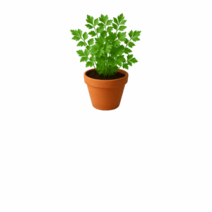 Lubczyk Hurtownia Warzyw i Owoców Borówka